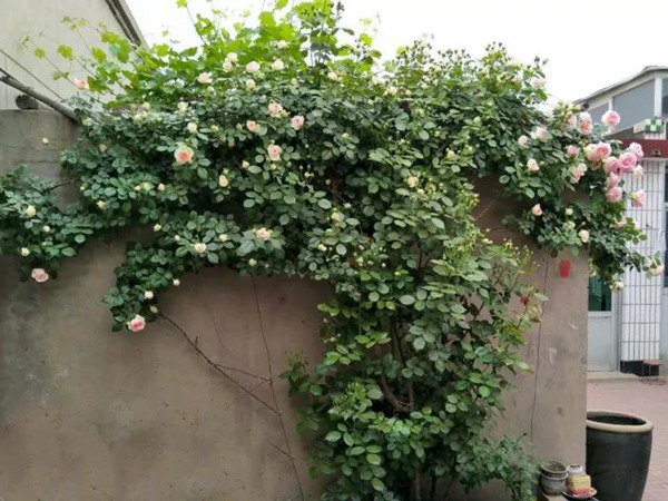 如何让龙沙宝石开成一面花墙 如何让龙沙宝石开成一面花墙
