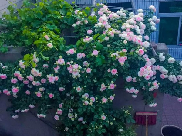 如何让龙沙宝石开成一面花墙 如何让龙沙宝石开成一面花墙