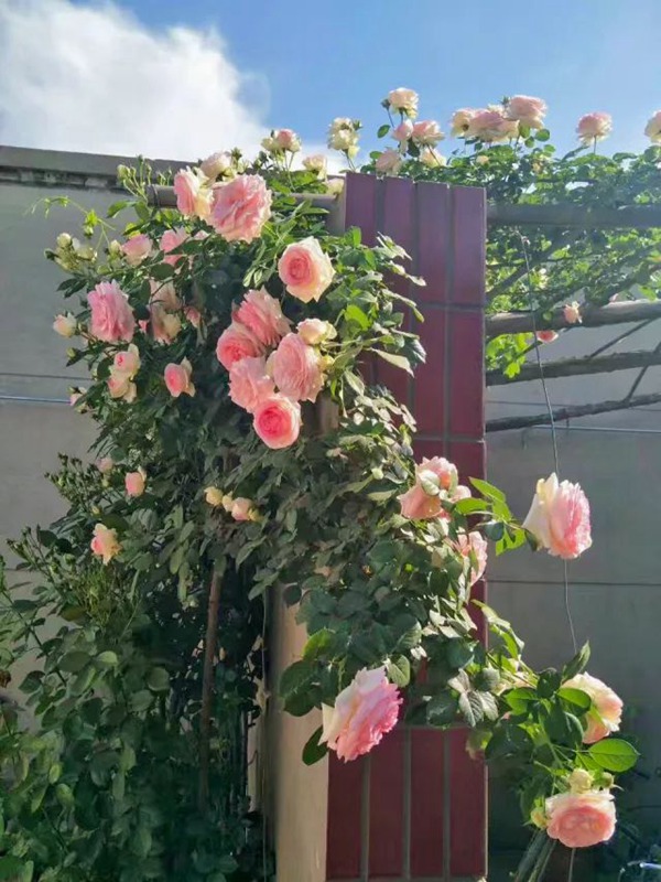 如何让龙沙宝石开成一面花墙 如何让龙沙宝石开成一面花墙
