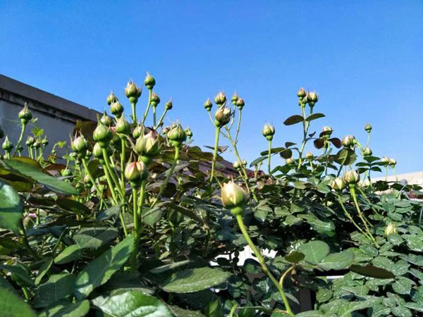 如何让龙沙宝石开成一面花墙 如何让龙沙宝石开成一面花墙