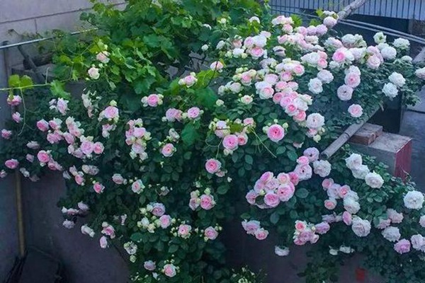 如何让龙沙宝石开成一面花墙 如何让龙沙宝石开成一面花墙