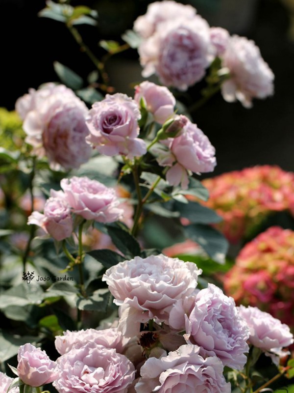 蜻蜓 蜻蜓Libellula