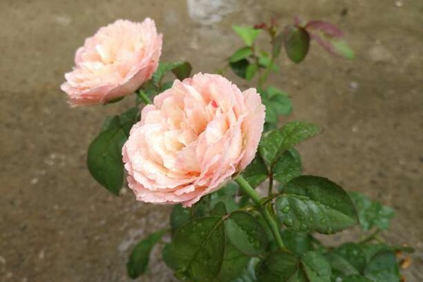 环美空 环美空Tamaki Misora