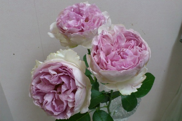 伊芙克莱尔 伊芙克莱尔