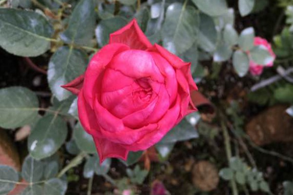 伊芙日出 伊芙日出