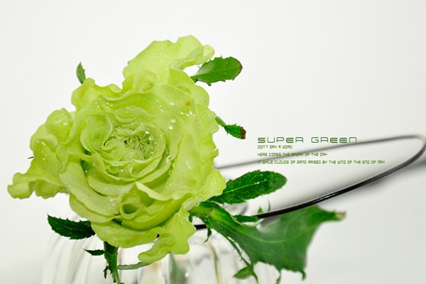 超级绿色 超级绿色Super Green