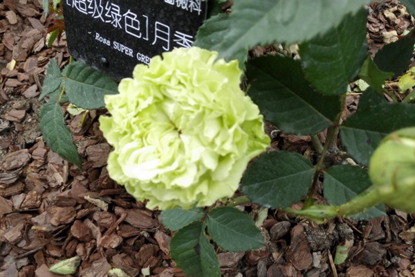超级绿色 超级绿色Super Green