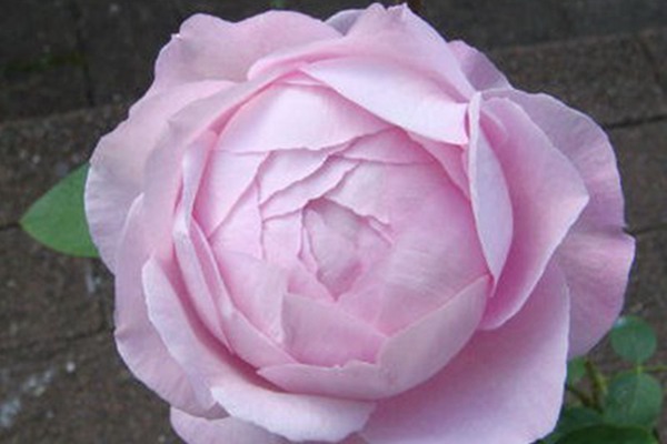 伊芙雪伯爵 伊芙雪伯爵Snow Piaget