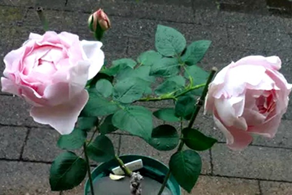 伊芙雪伯爵 伊芙雪伯爵Snow Piaget