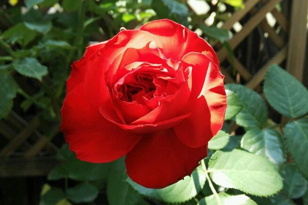 茶花女 茶花女Traviata