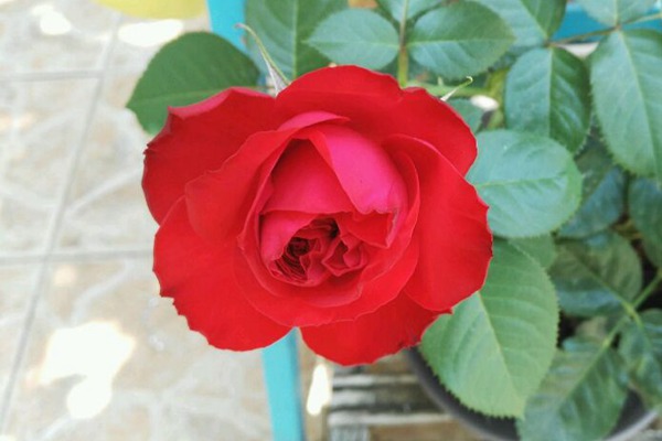 茶花女 茶花女Traviata
