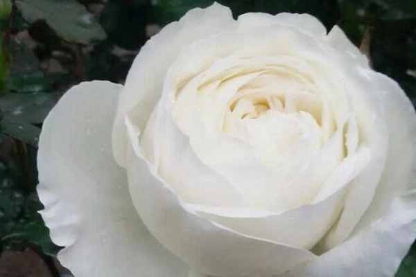 伊芙.婚礼之路 婚礼之路:纯白浪漫,花如其名