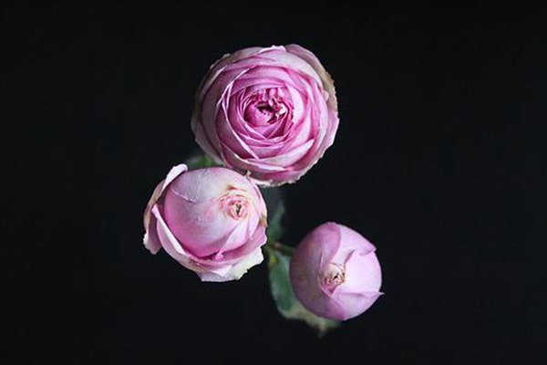 伊芙米欧拉 伊芙米欧拉Yves Miora
