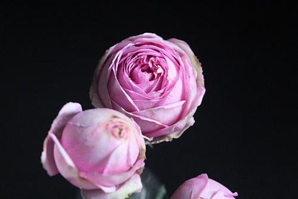 伊芙米欧拉 伊芙米欧拉Yves Miora