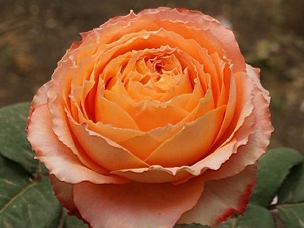 浪漫橙色 浪漫橙色Orange Romantica