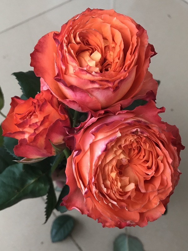 浪漫橙色 浪漫橙色Orange Romantica