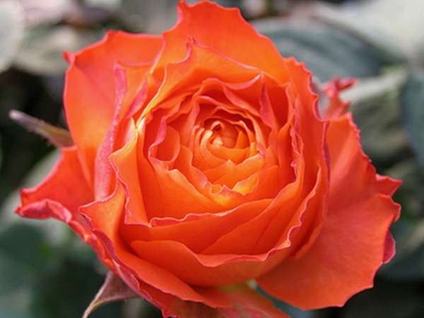 浪漫橙色 浪漫橙色Orange Romantica