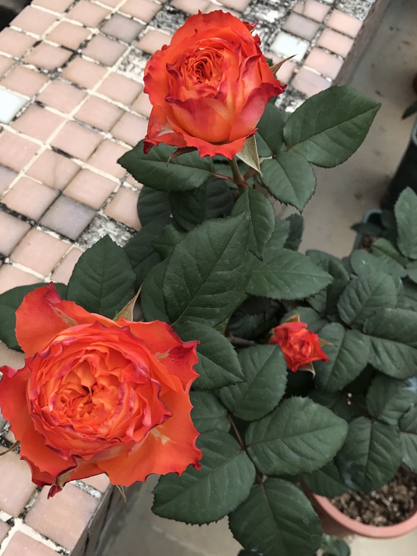 浪漫橙色 浪漫橙色Orange Romantica