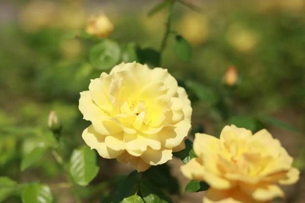 黄从容 黄从容Yellow Leisure Liness