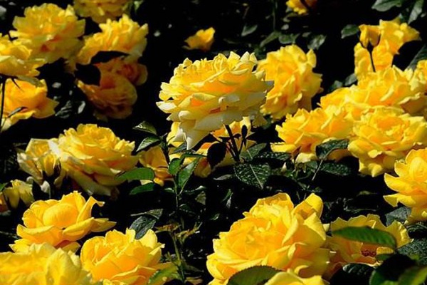 黄从容 黄从容Yellow Leisure Liness