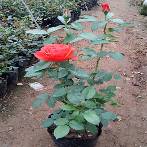 绯扇 绯扇Hiogi——15cm+经典大花月季