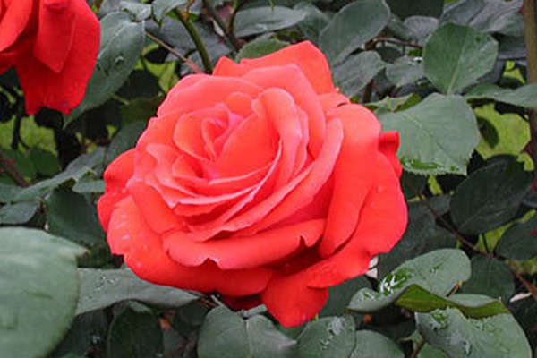 绯扇 绯扇Hiogi——15cm+经典大花月季