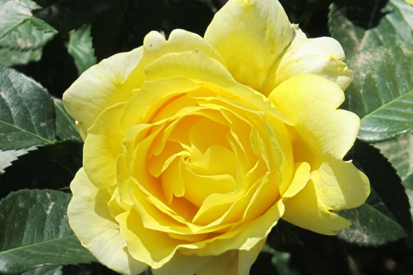 坎特公主 坎特公主Princess Michael of Kent