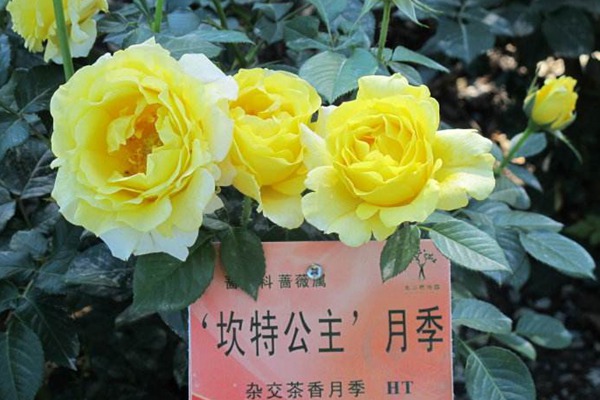 坎特公主 坎特公主Princess Michael of Kent