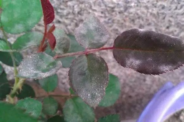 1522132073556607.jpg 月季的常见病害以及防治方法