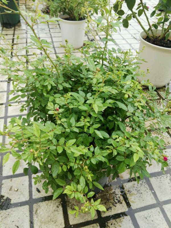 甜蜜马车 甜蜜马车Sweet Chariot