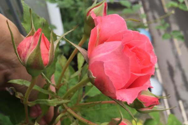 珊瑚果冻 珊瑚果冻Corail gelee