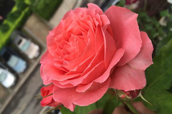 珊瑚果冻 珊瑚果冻Corail gelee