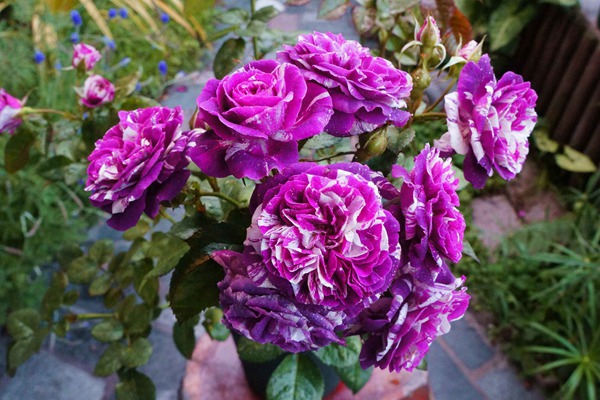 芬芳宝石 芬芳宝石Scented Jewel