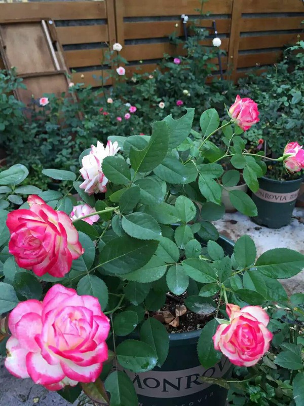 摩纳哥公爵 摩纳哥公爵Jubilé du Prince de Monaco