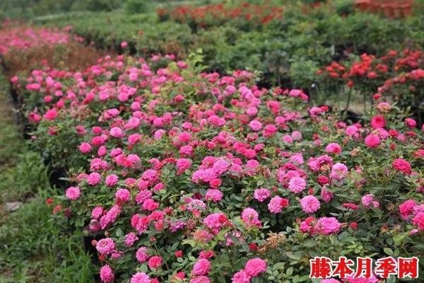 1524704615825660.jpg 月季长着长着变蔷薇.jpg