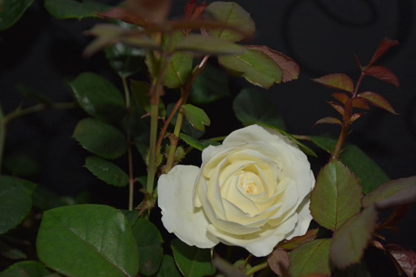 梦之蕾 梦之蕾Bourgeon de Rêve
