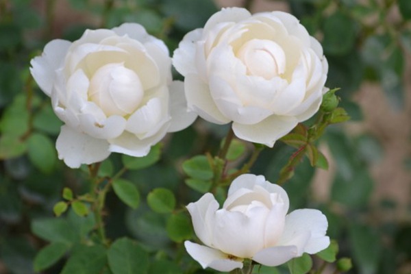 梦之蕾 梦之蕾Bourgeon de Rêve