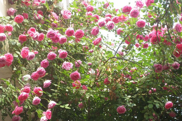 别墅花园种什么好?首选藤本月季! 别墅花园种什么好?首选藤本月季!