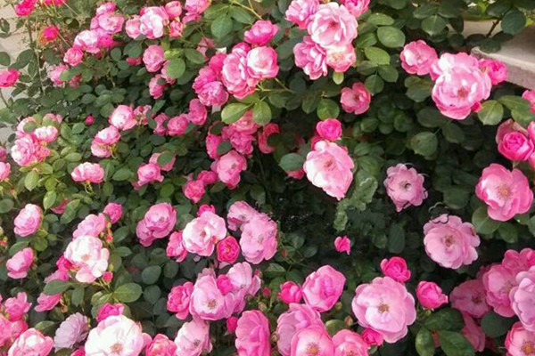 别墅花园种什么好?首选藤本月季! 别墅花园种什么好?首选藤本月季!
