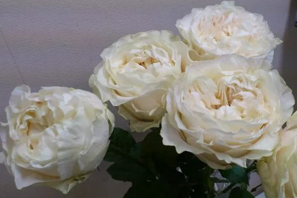 1523103690380420.jpg 四纯.jpg
