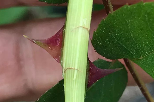 月季枝条发蔫,小心茎蜂! 月季枝条发蔫,小心茎蜂!