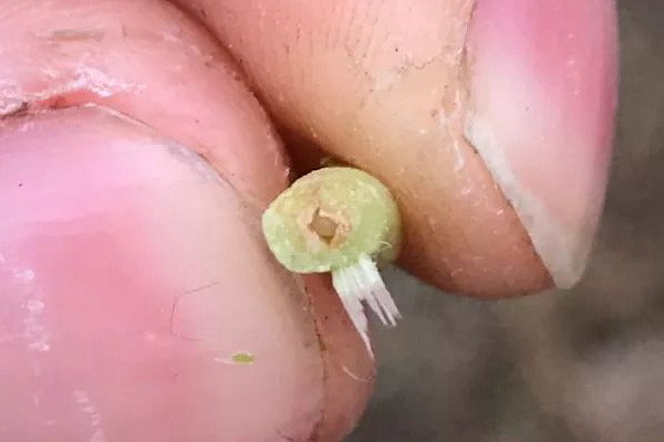月季枝条发蔫,小心茎蜂! 月季枝条发蔫,小心茎蜂!
