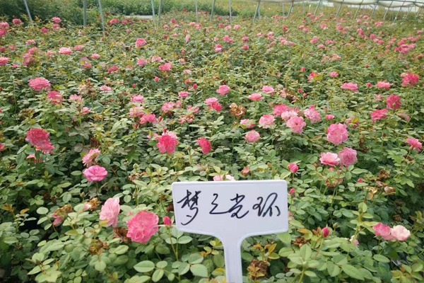 哪里能买到正宗的藤本月季? 哪里能买到正宗的藤本月季?