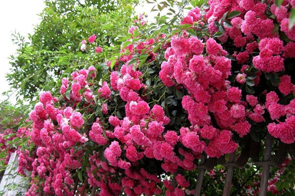 西北地区能种植藤本月季吗? 西北地区能种植藤本月季吗?