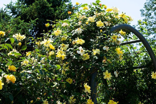 西北地区能种植藤本月季吗? 西北地区能种植藤本月季吗?