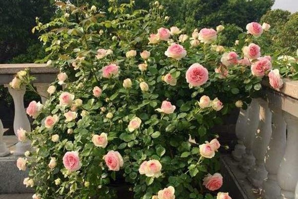 阳台种植藤本月季需要注意些什么? 阳台种植藤本月季需要注意些什么?
