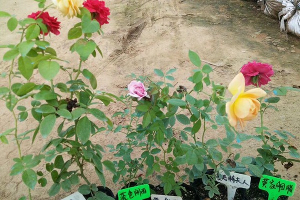 藤本月季小苗怎么种植养护? 藤本月季小苗怎么种植养护?