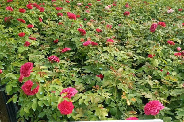藤本月季小苗怎么种植养护? 藤本月季小苗怎么种植养护?