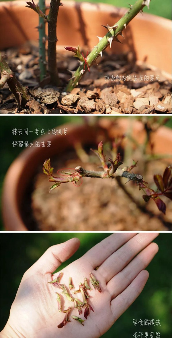 1523500981629864.jpg 让龙沙宝石开爆的小秘诀6.jpg