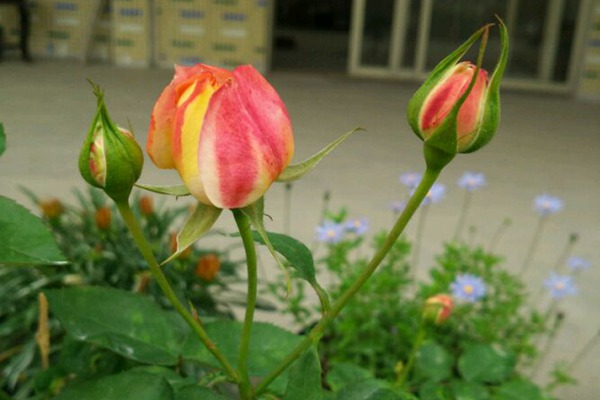 甜蜜邂逅 甜蜜邂逅la chance d'amour